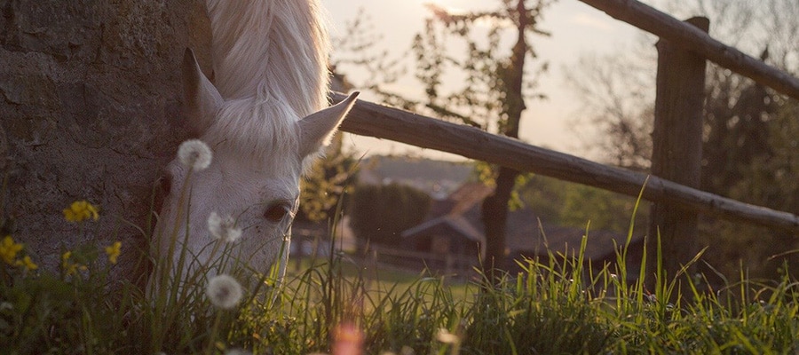 Pré pour chevaux