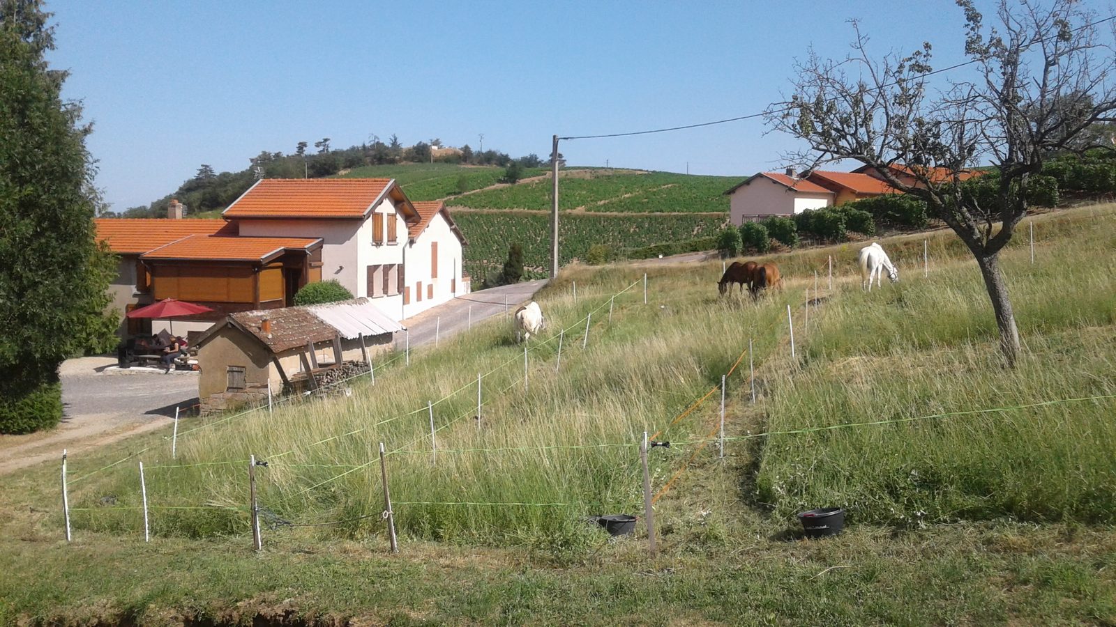 Domaine Aufranc