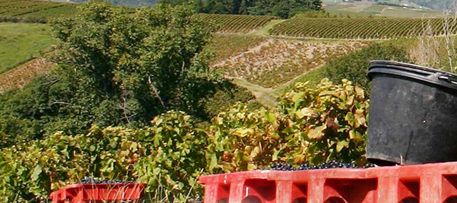 Domaine des Fonterouilles