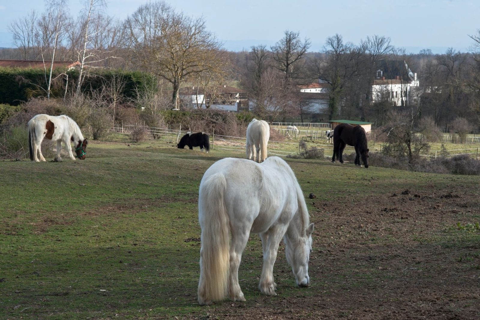 Equit'Astrée