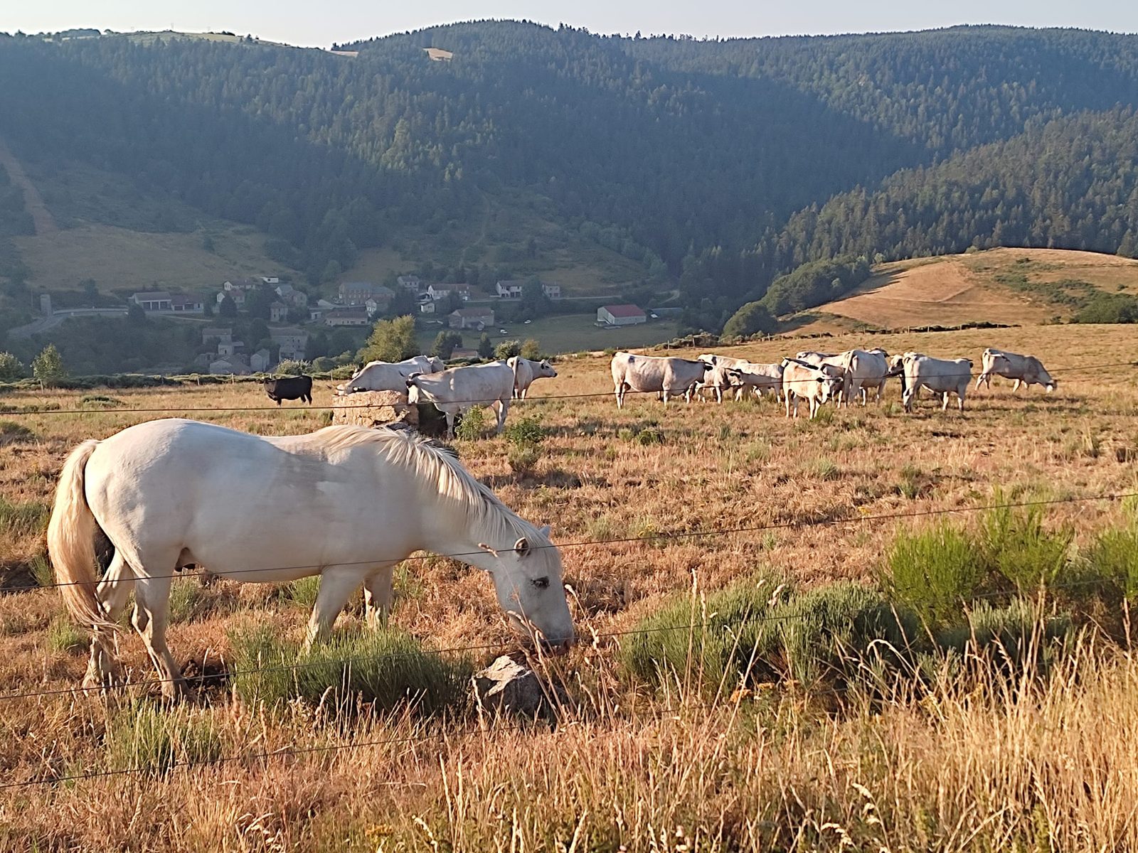 Ferme de Piefaud