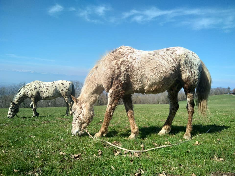 Le Monde de Cheyenne