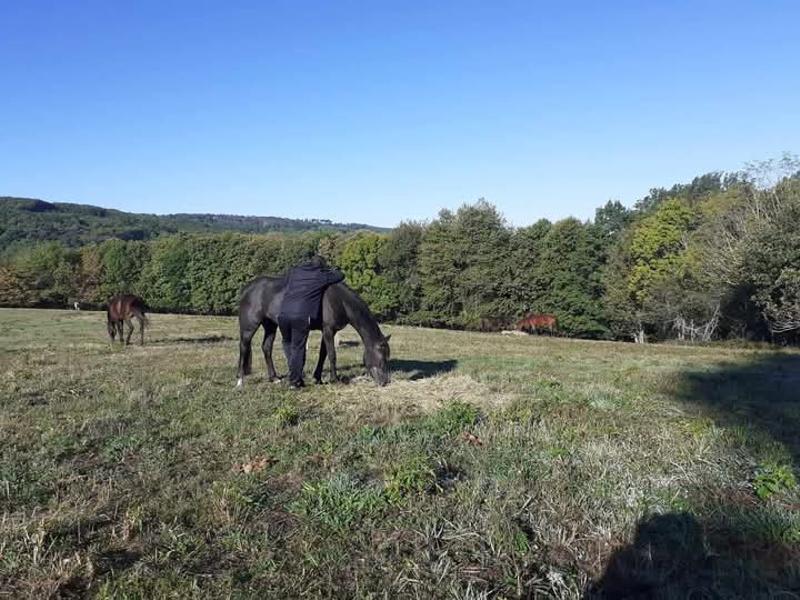 O Pres des Chevaux