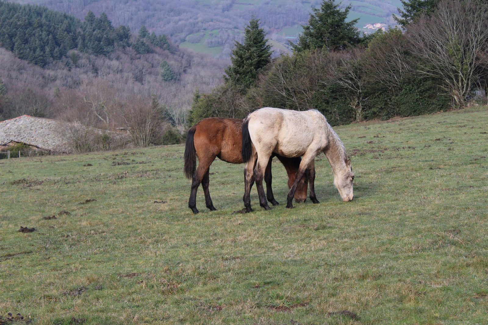 Poney club de Cenves