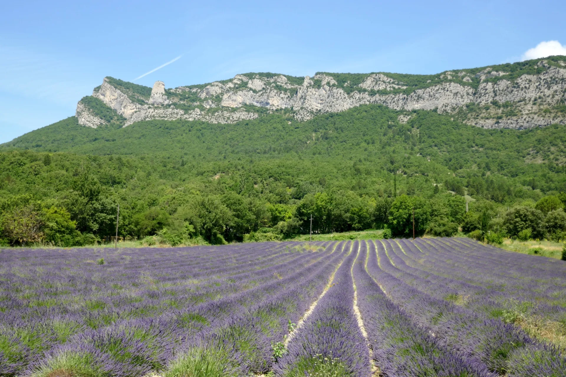 Boucle forêt de Saou