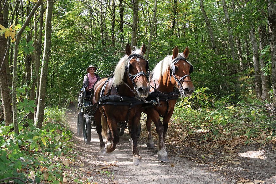 Escapade Équestre – Sur le plateau du Vivarais-Lignon