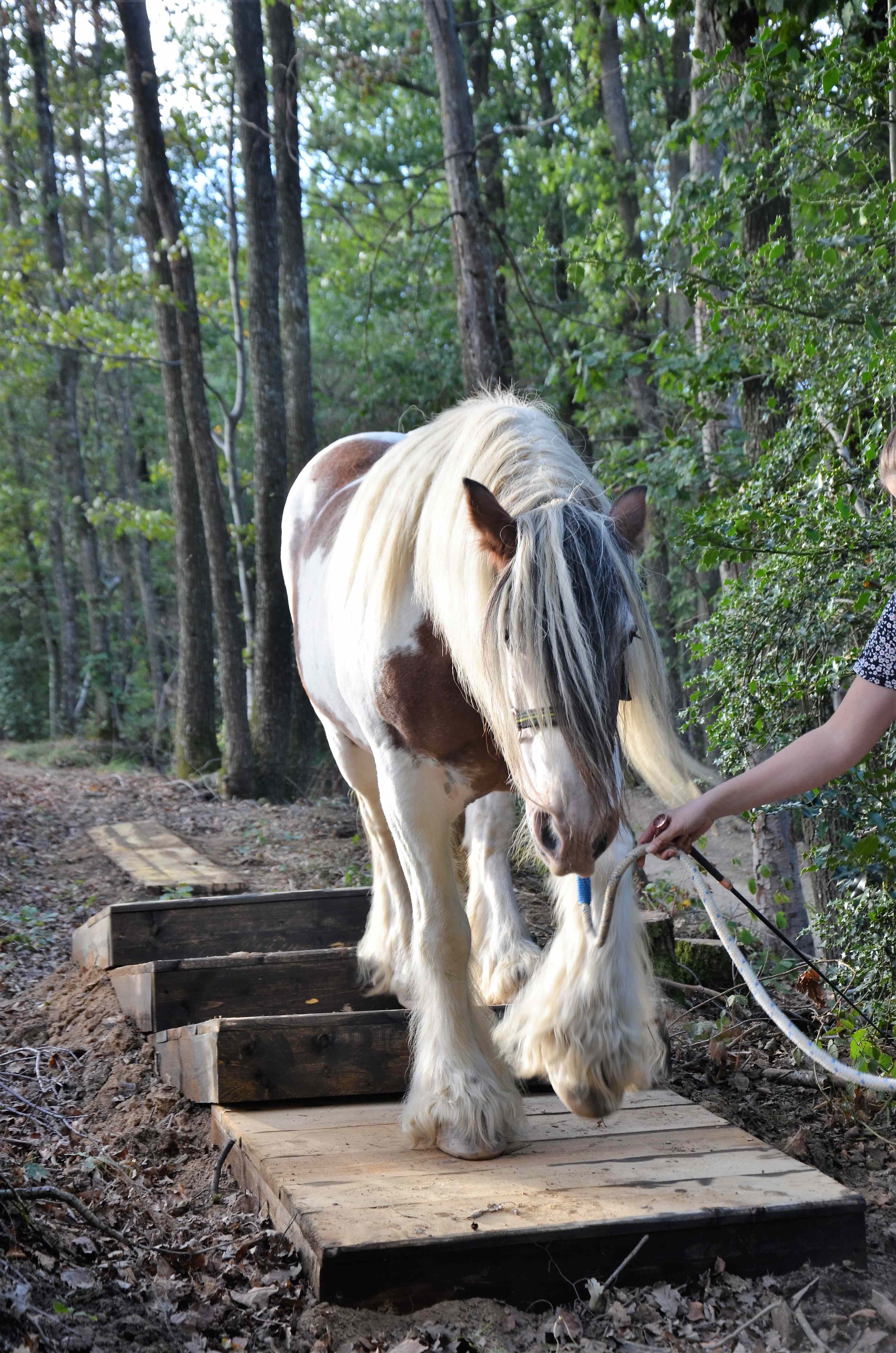 Stage enfants dans un élevage d'Irish cob